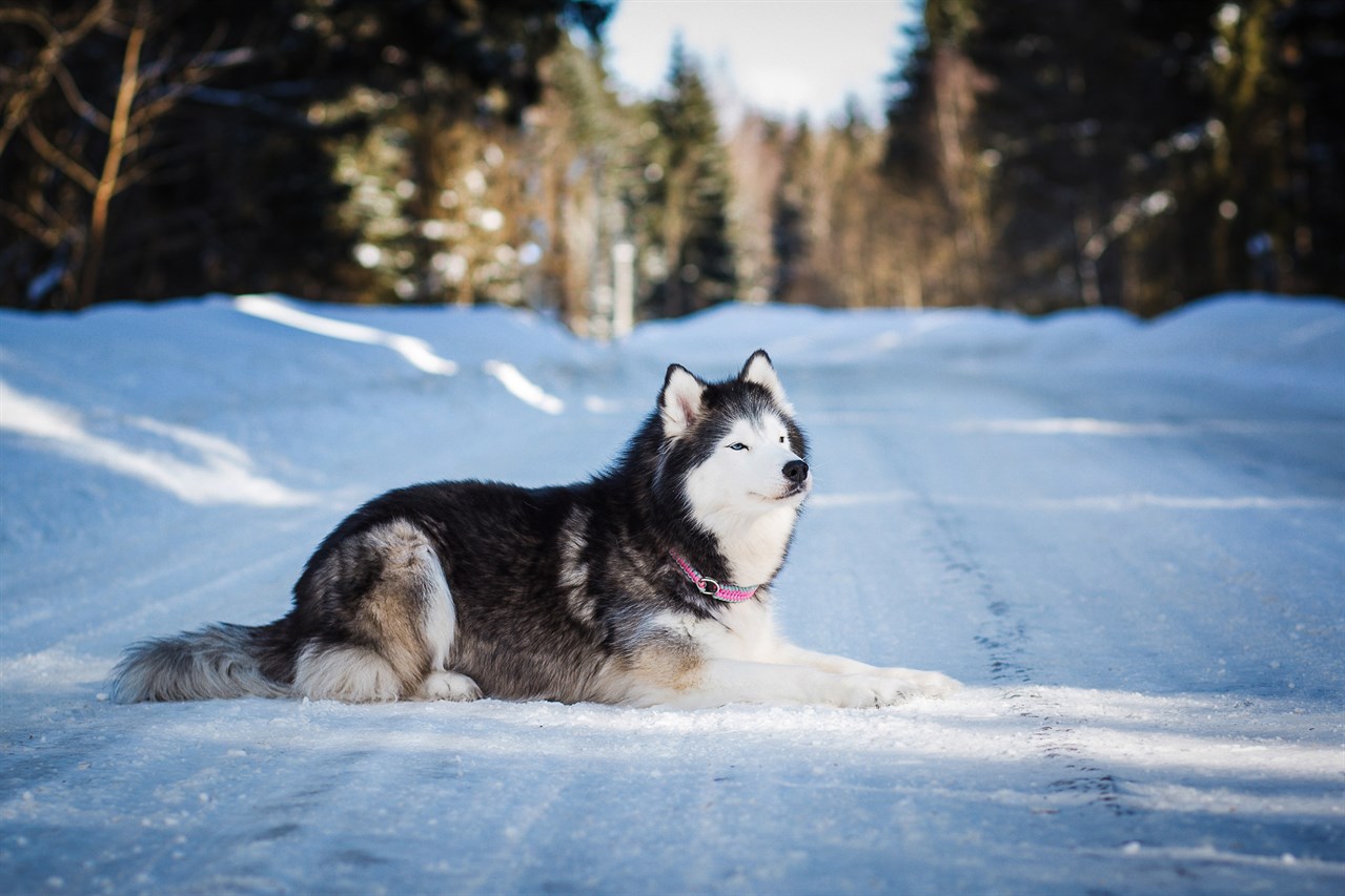 Alaskan Malamute relaxing on a snow covered road