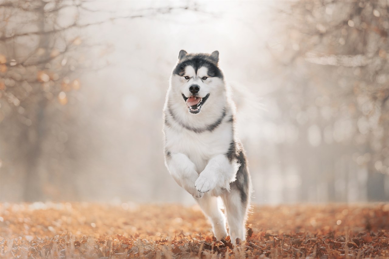 Front view of Alaskan Malamute bounding through autumn leaves