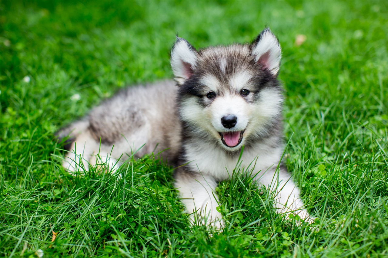 Cute Alaskan Malamute Puppy laying in green grass smiling at the camera