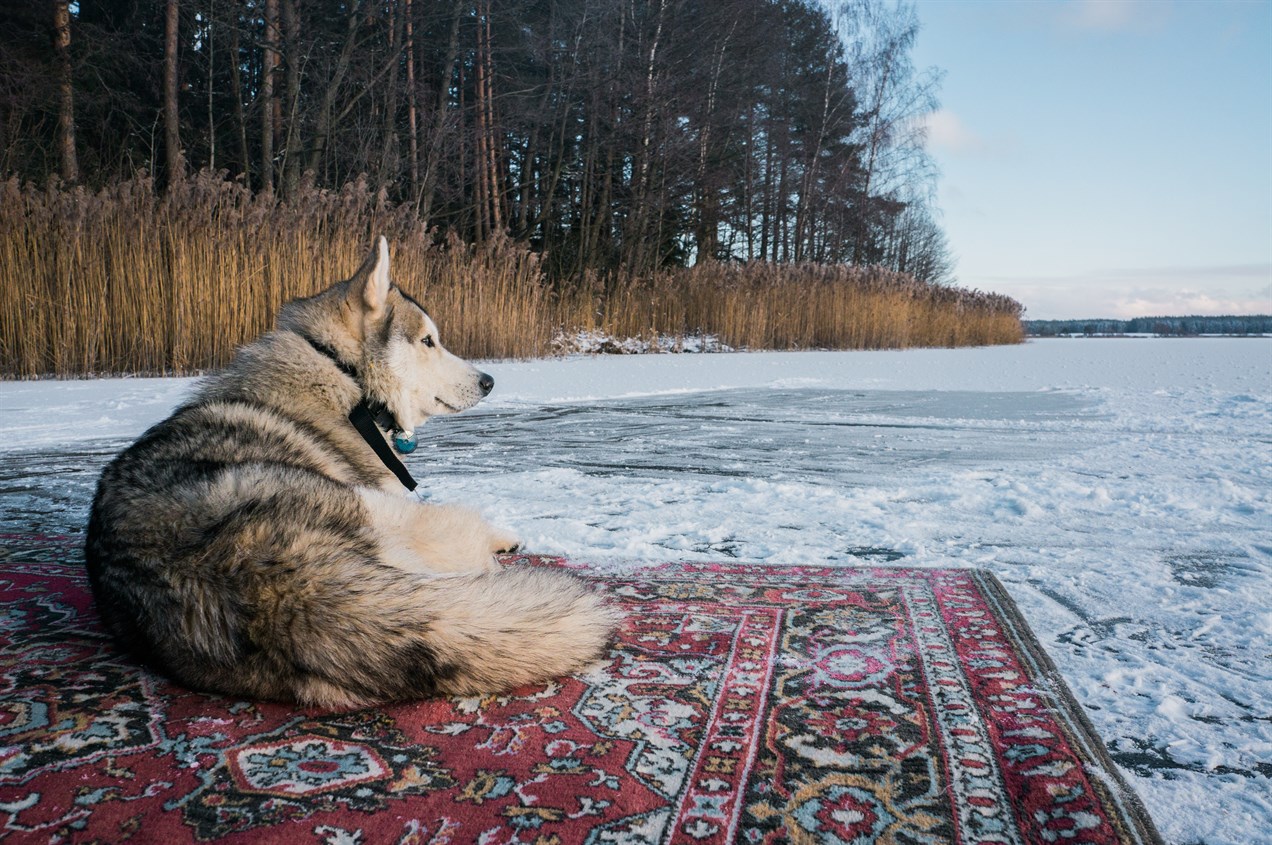 Alaskan Malamute Sitting on a rug on a frozen lake looking into the distance