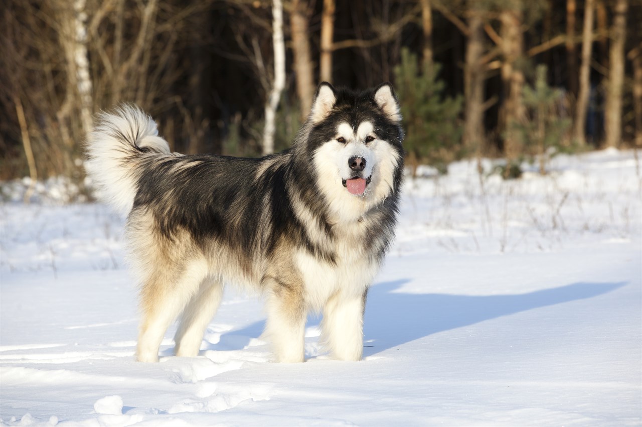 Alaskan Malamute standing in deep snow with its tongue out looking at the camera