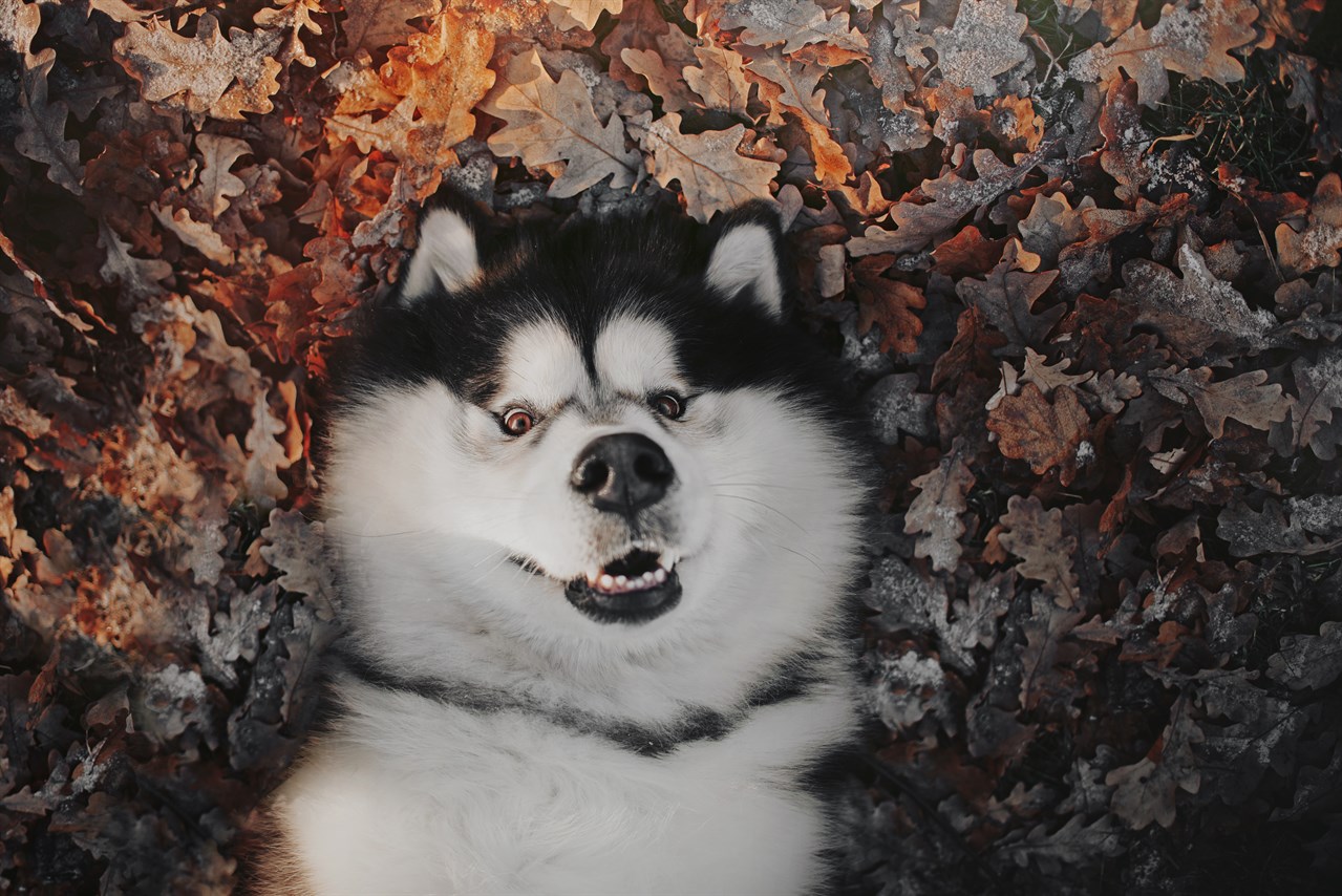 Alaskan Malamute Smiling laying in autumn leaves