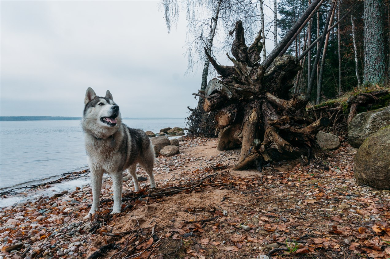 Alaskan Malamute standing by the shore of a lake looking up to the left