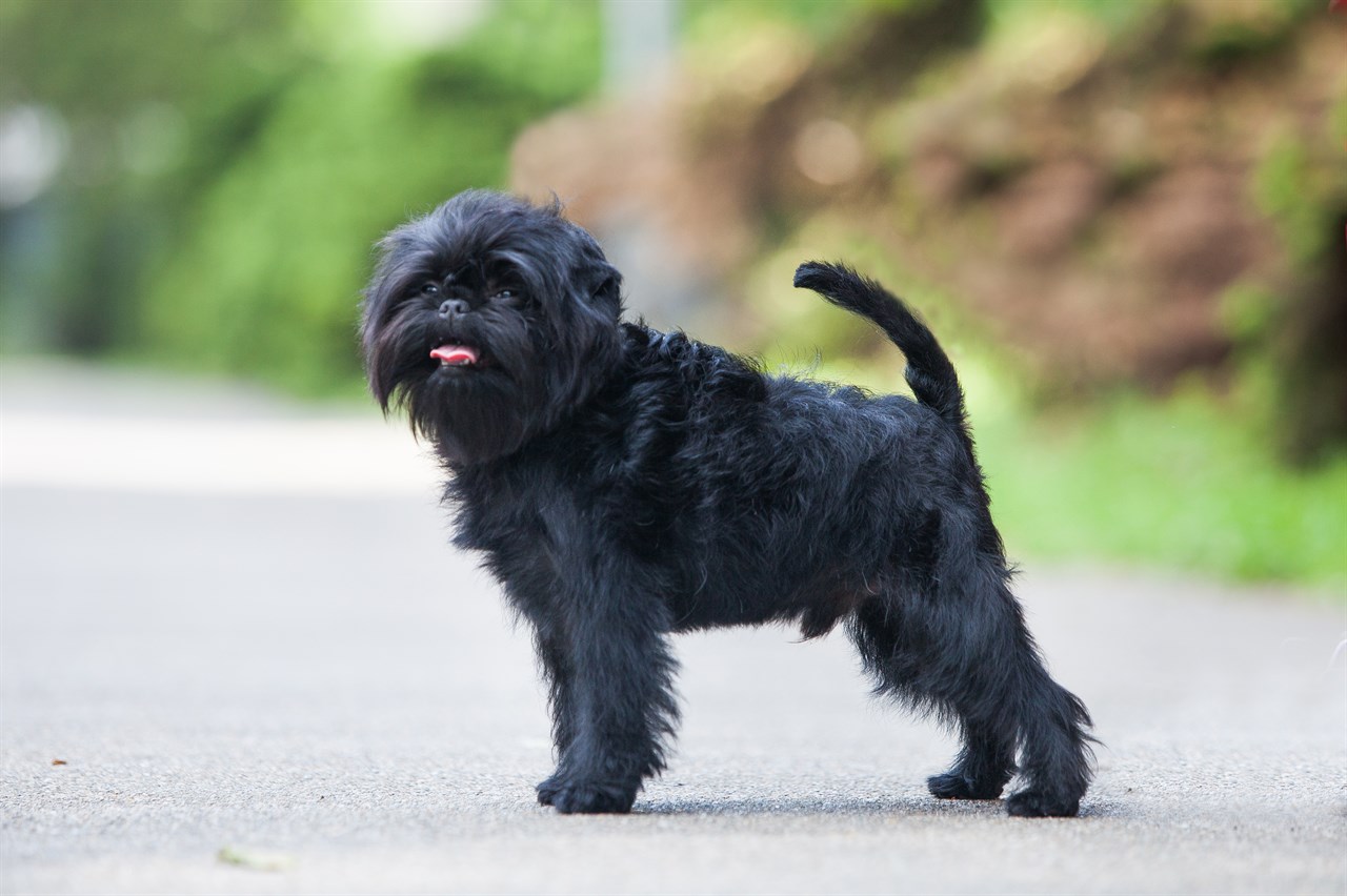 Affenpinscher close-up standing on a road with greenery in the background