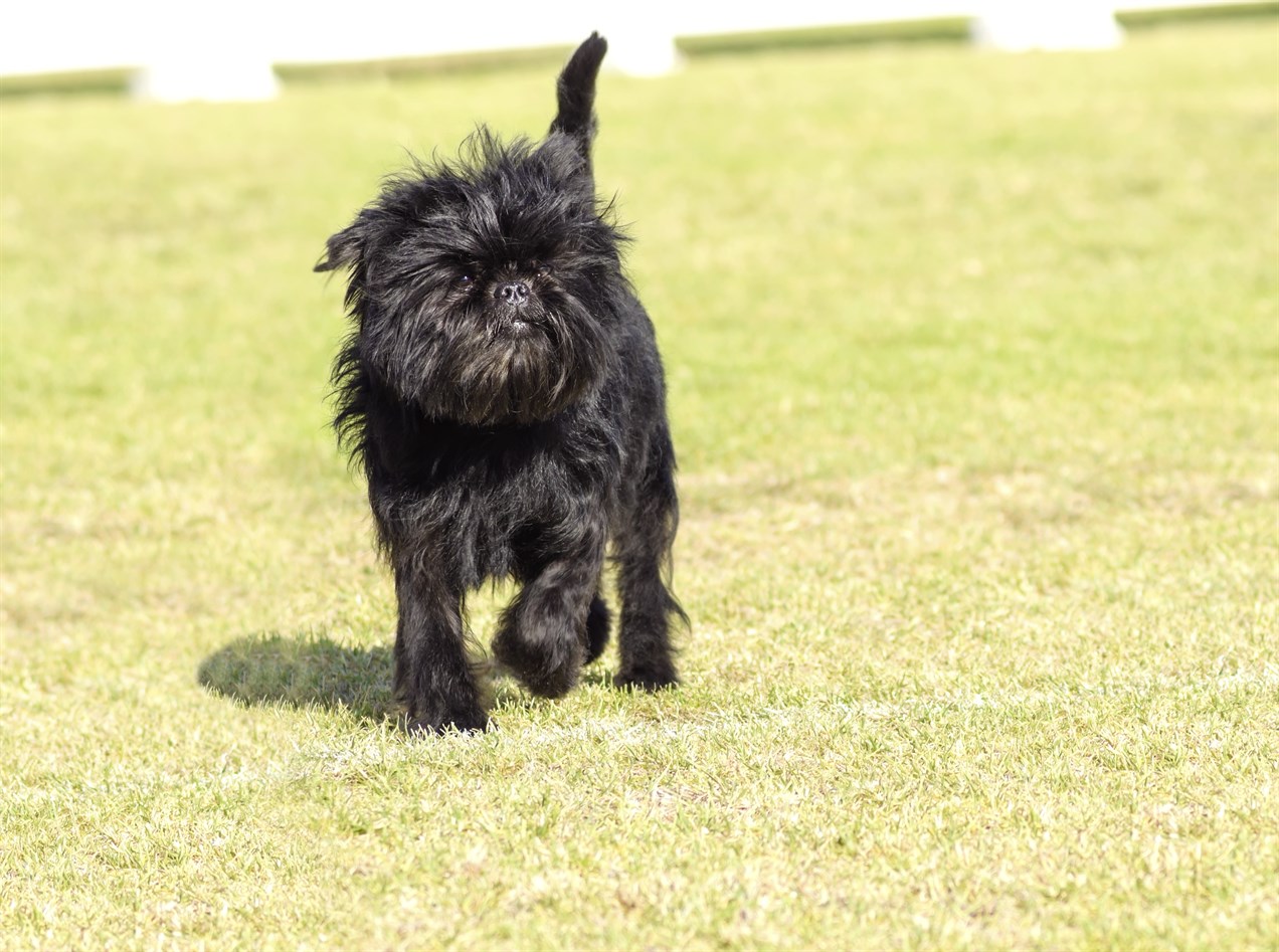 Affenpinscher walking on green grass towards camera