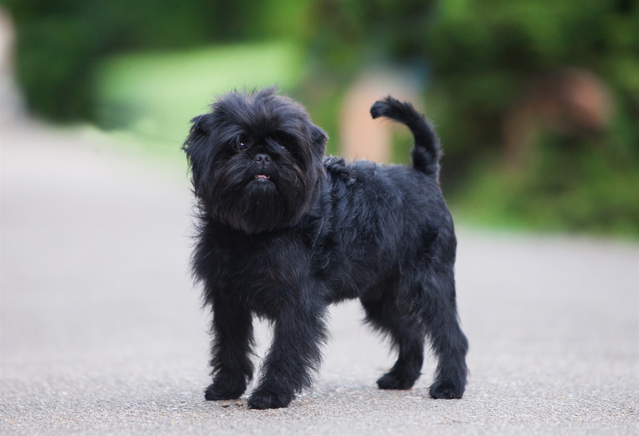 Affenpinscher standing on road looking at camera with greenery in background