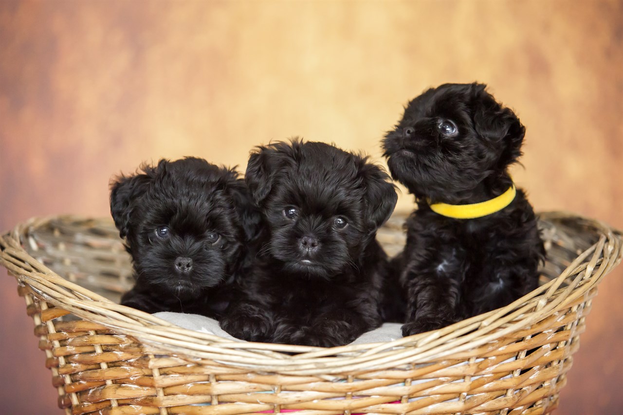 Three Cute Affenpinscher Puppies sitting in a wicker basket.jpg