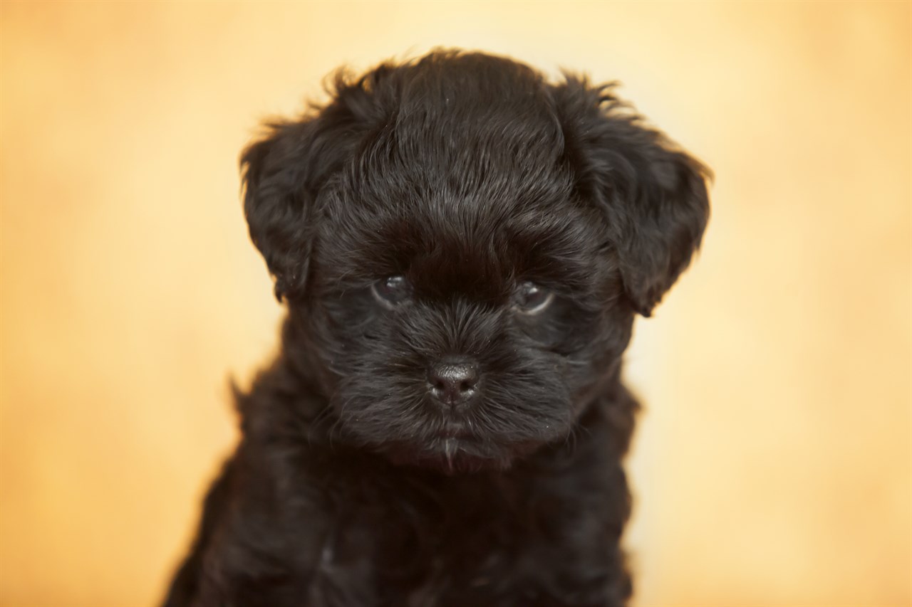 Affenpinscher Puppy close-up looking at the camera.jpg