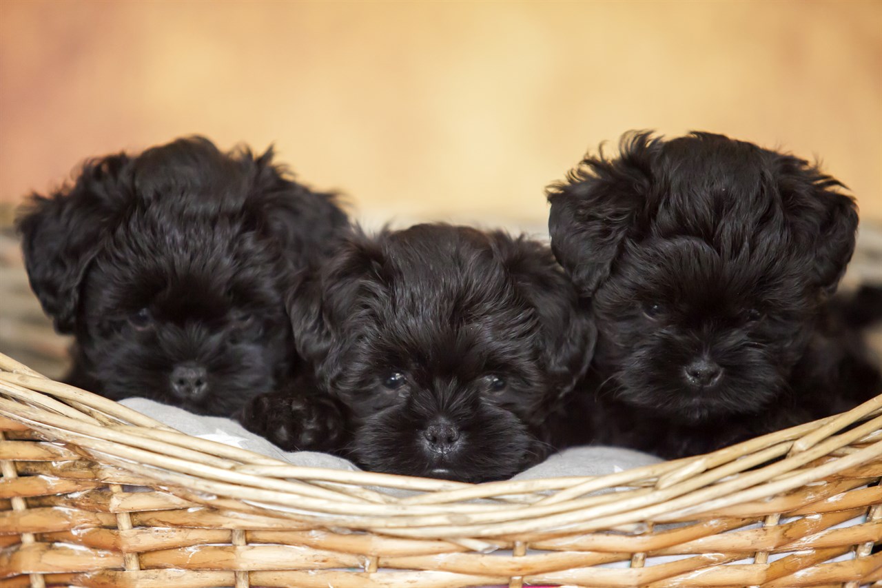 Three Affenpinscher Puppies close-up sitting in wicker basket