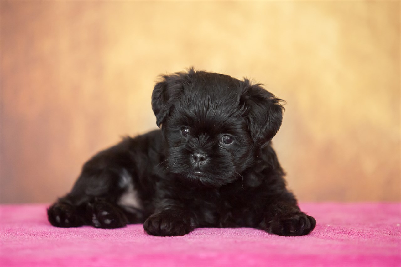 Affenpinscher Puppy close-up sitting on a pink blanket