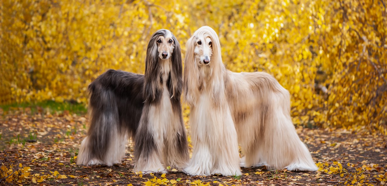 Afghan Hound couple standing side by side in Autumn