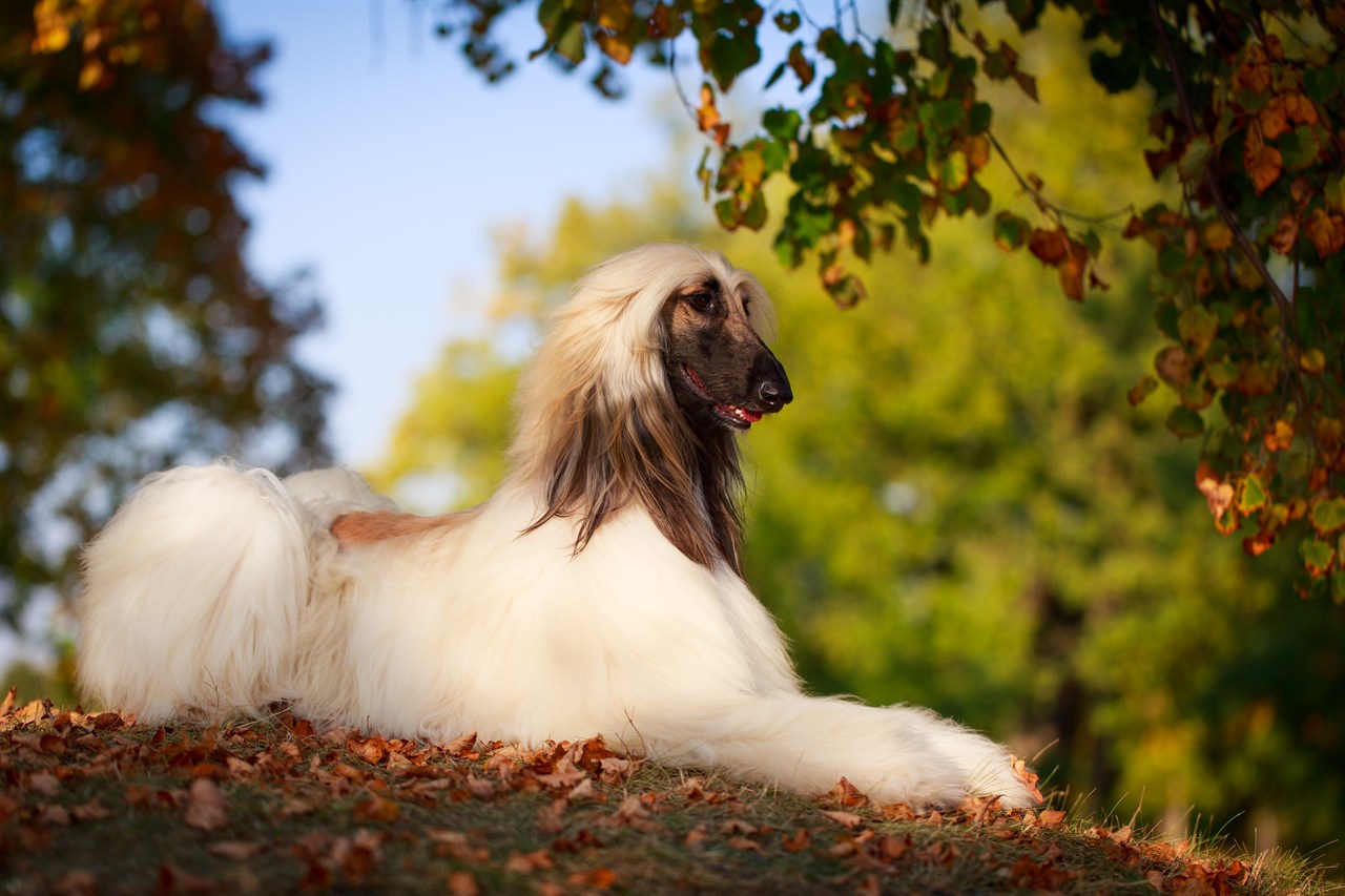 White Afghan Hound sitting on a pile of leaves under a tree