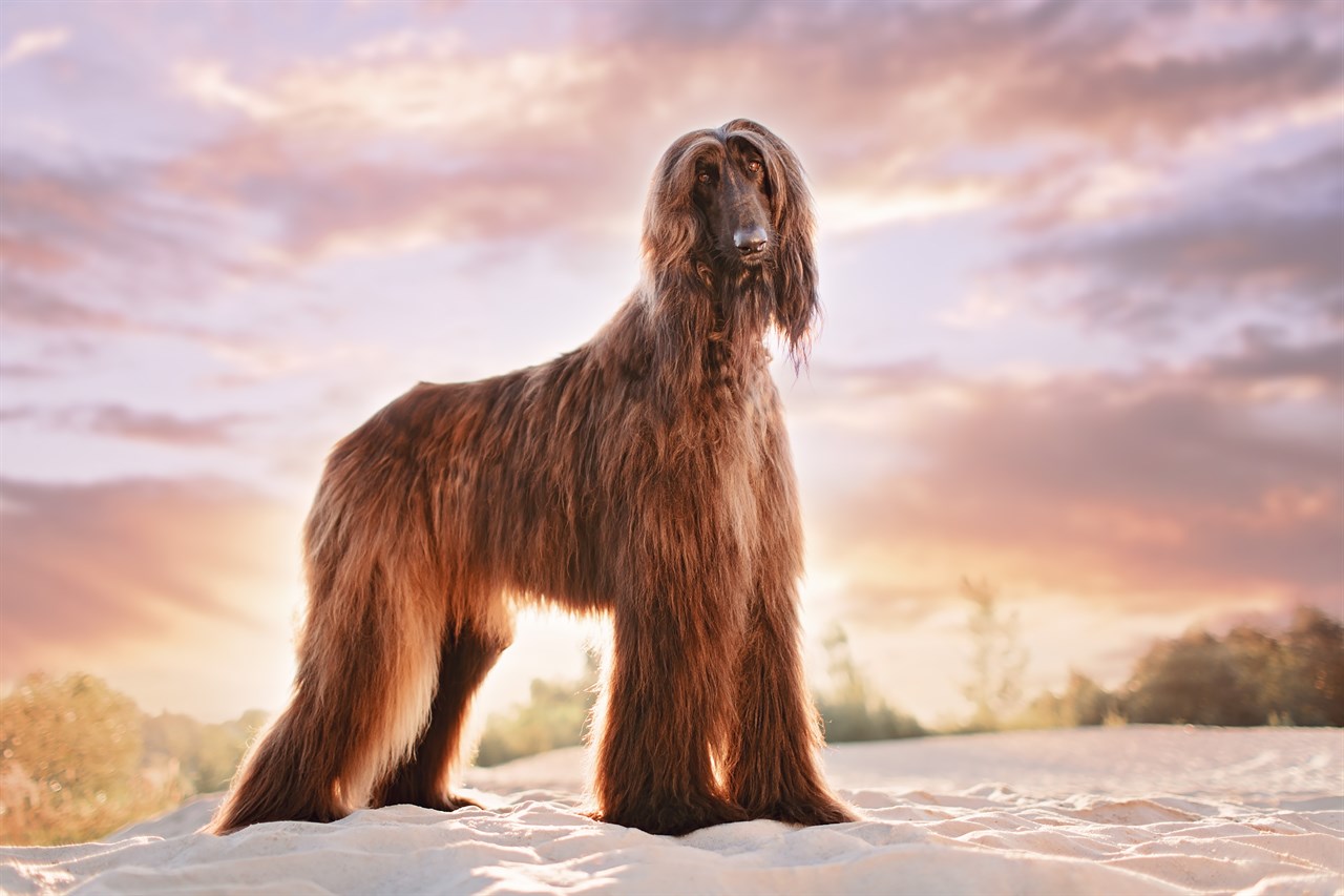 Brown Afghan Hound standing on snow looking at camera