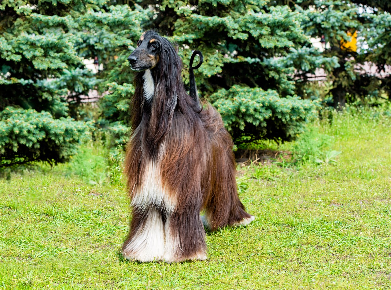 Black & White Afghan Hound in the backyard looking at camera