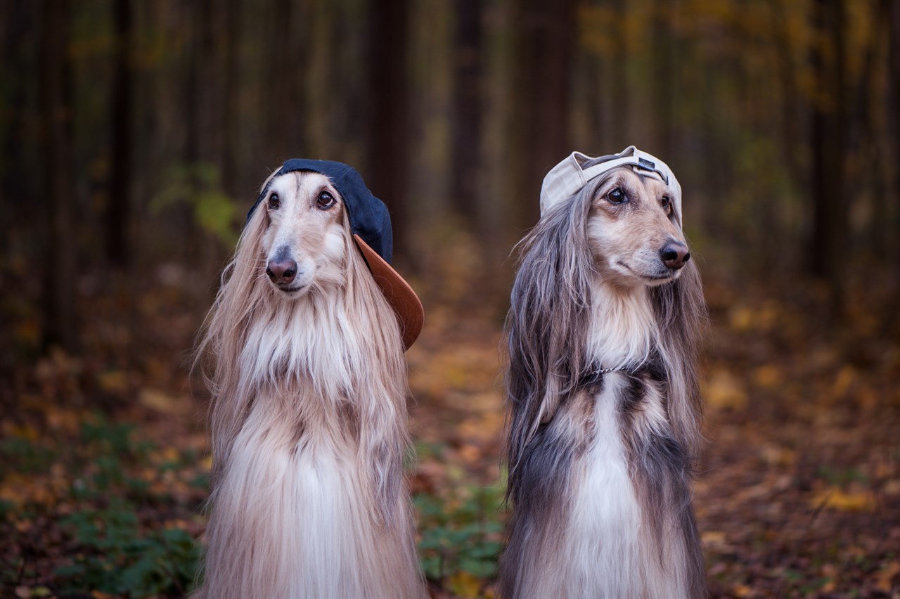 Afghan Hounds wearing a cap in Autumn avoiding camera