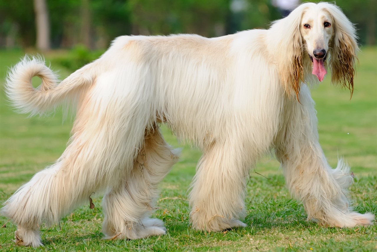 White Afghan Hound walking on green grass looking back