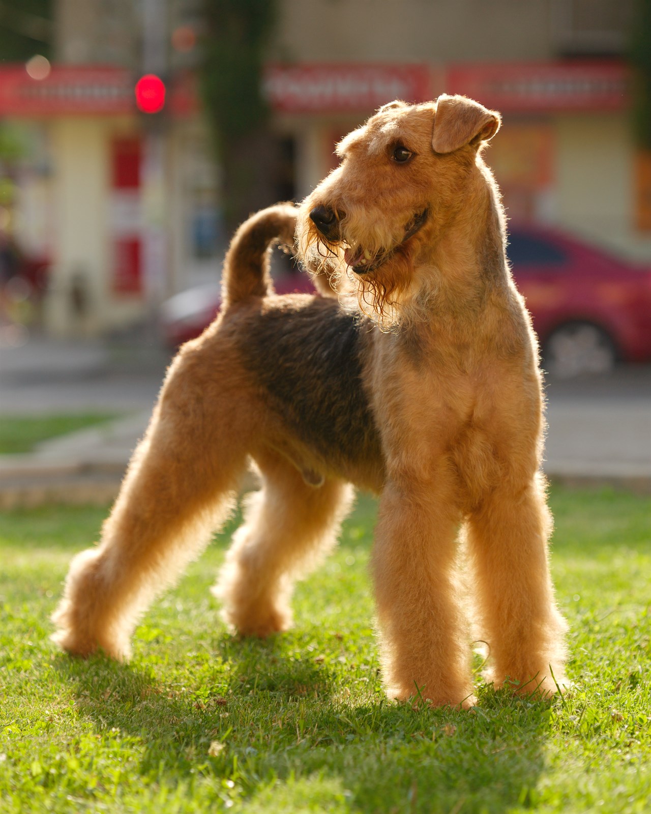 Airedale Terrier standing on green grass looking to their right