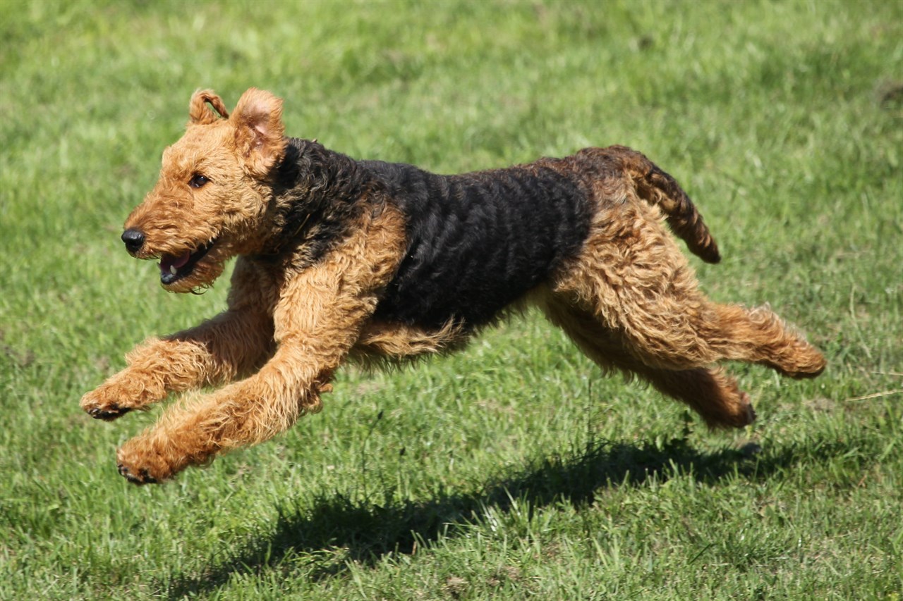 Airedale Terrier running on the side of a small hill covered in green grass