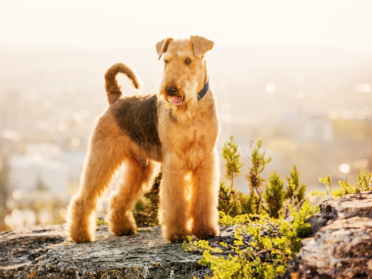 Airedale Terrier on top of a rocky hill looking at camera