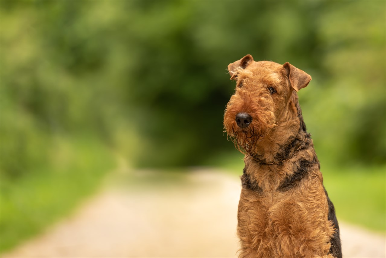 Close up view of Airedale Terrier in the countryside