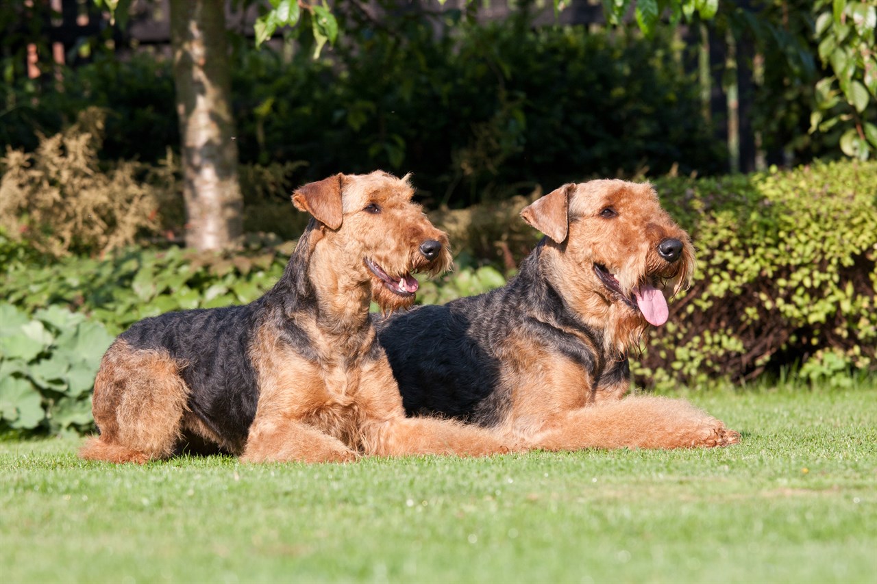 Two Airedale Terrier in the backyard laying down of green grass