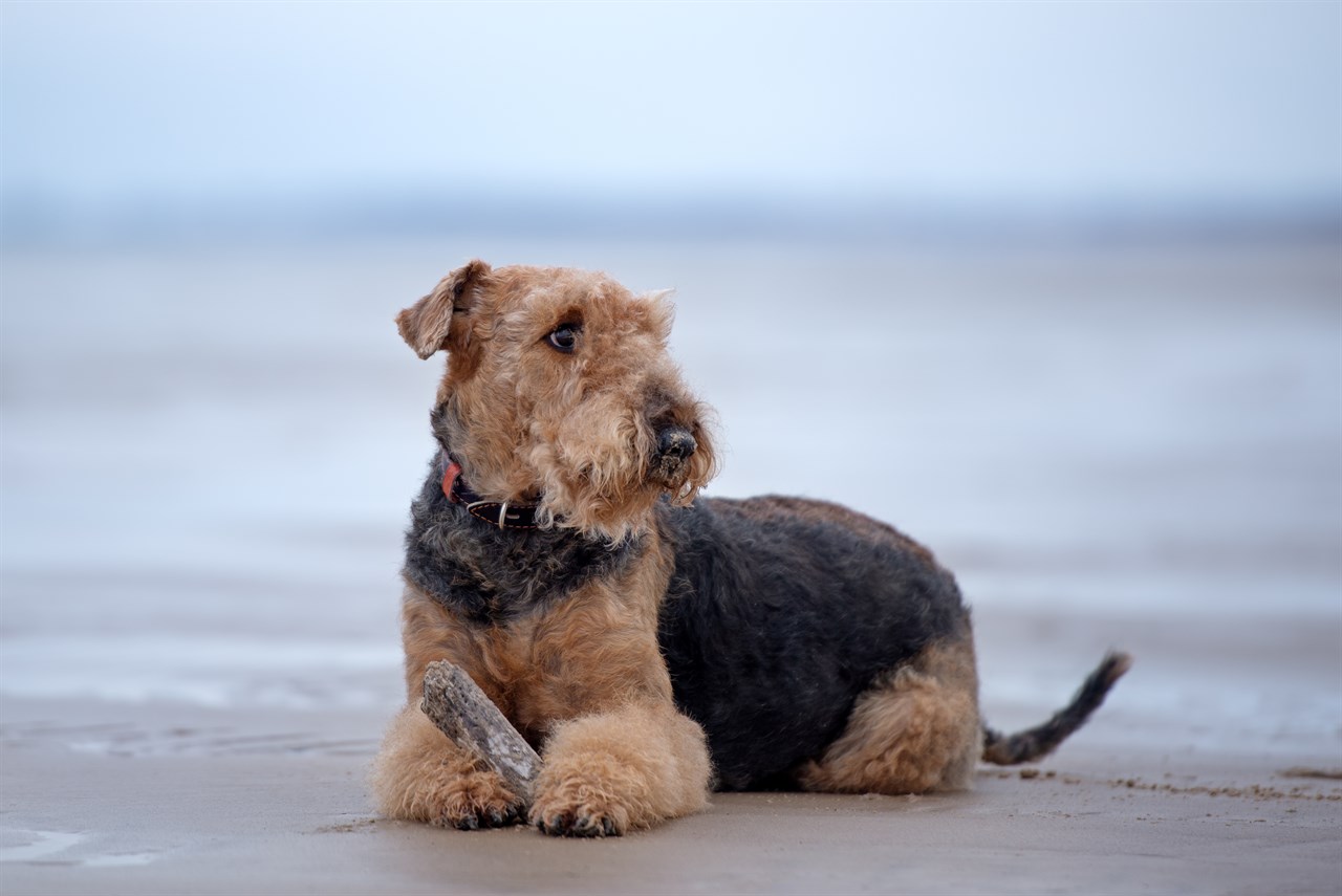 Airedale Terrier on a beach holding a piece of wood