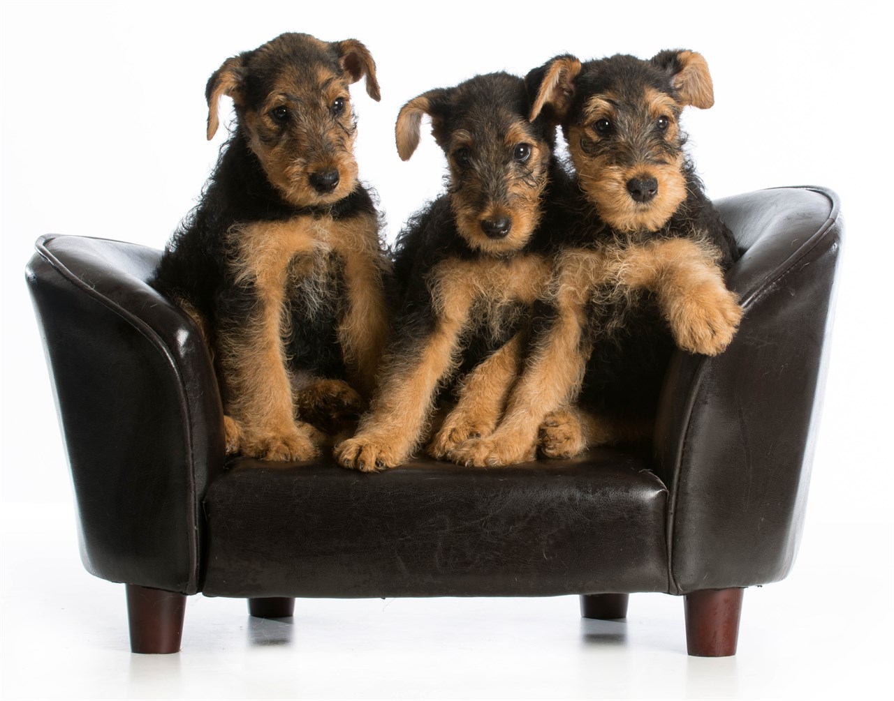 Airedale Terrier on a black singular couch looking at camera