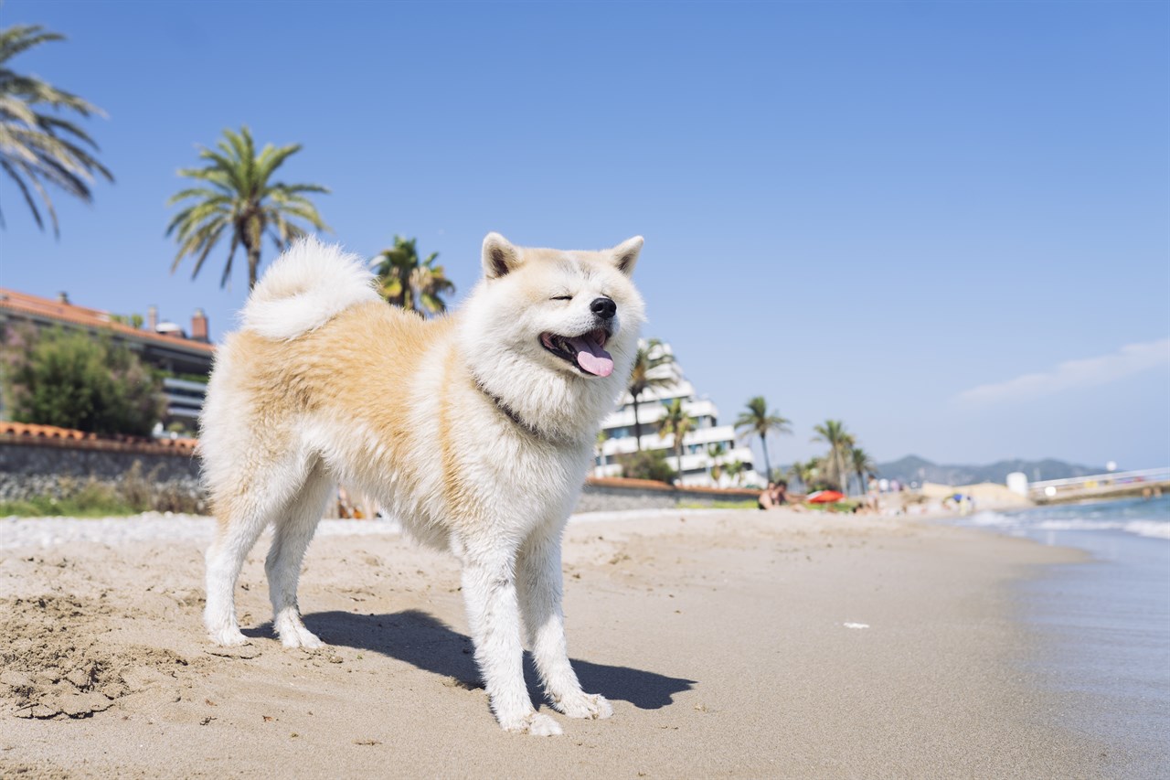 Playful Akita Inu dog standing on the beach