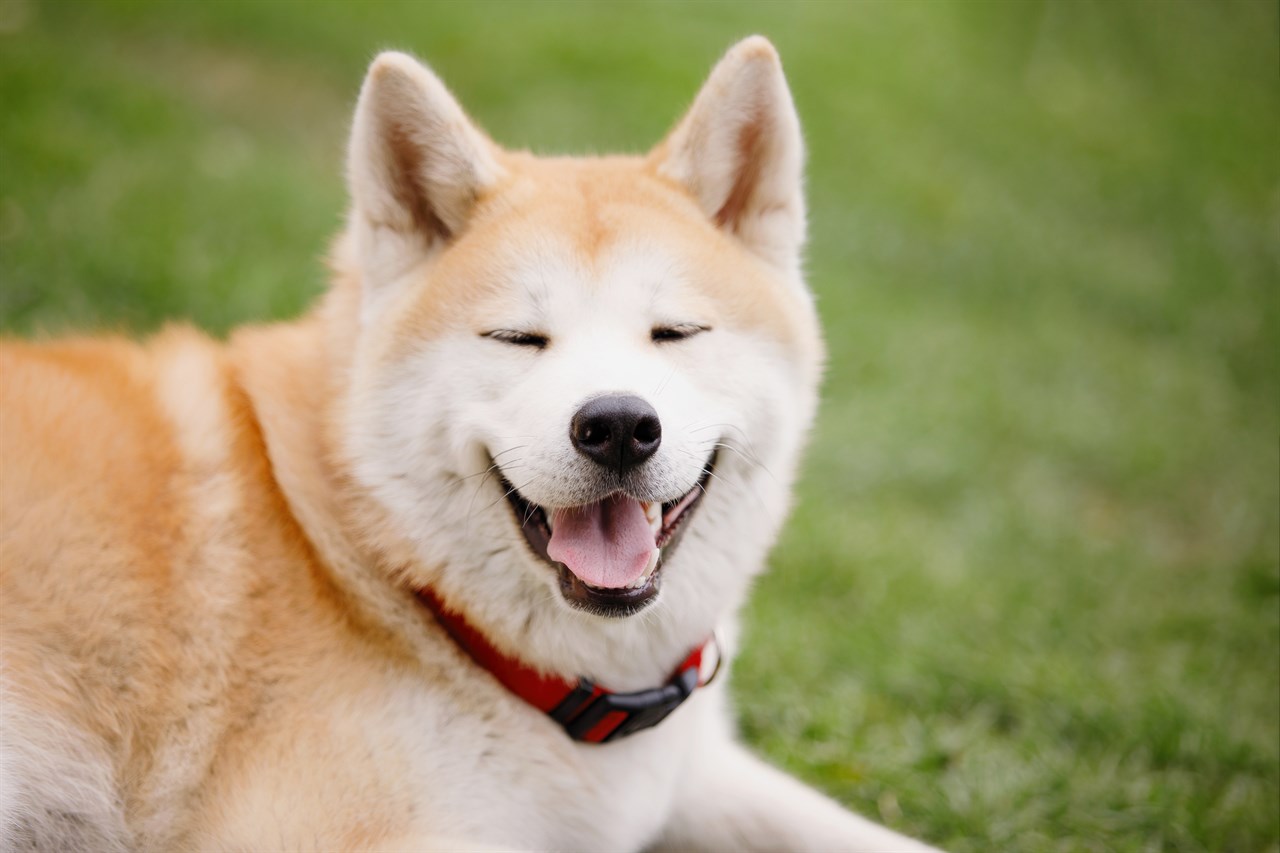 Akita Inu face close-up with greenery in the background