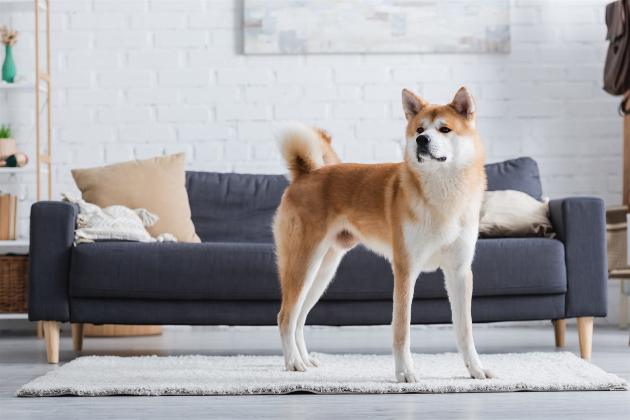 Akita Inu close-up standing in the living room