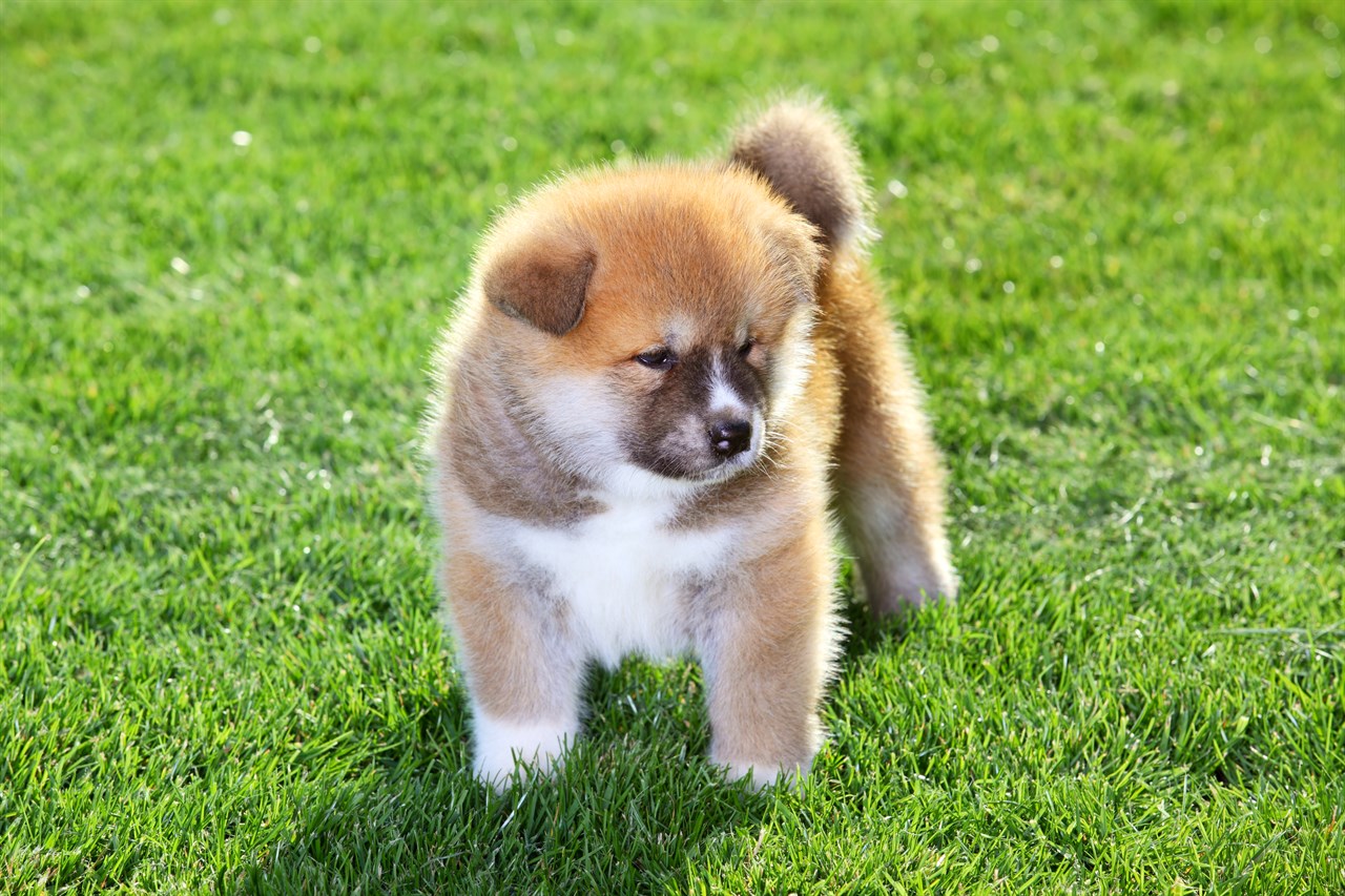 Cute Akita Inu Puppy standing on the grass