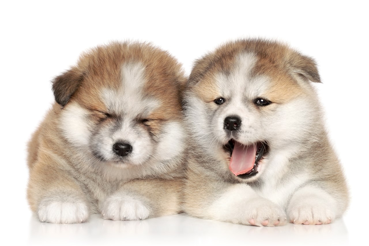 Two adorable Akita Inu Puppy sitting side by side with white background