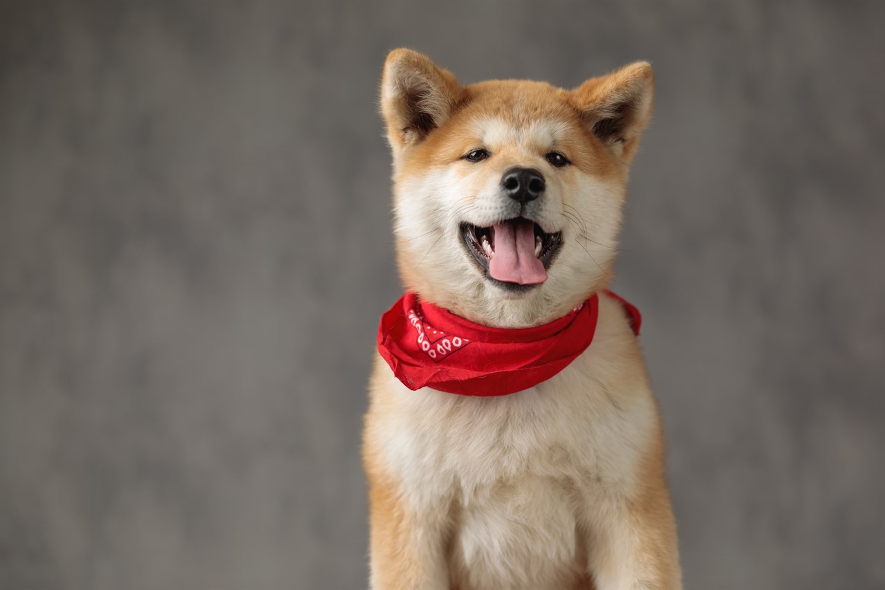 Cute Akita Inu Puppy wearing a scarf around the neck with grey background