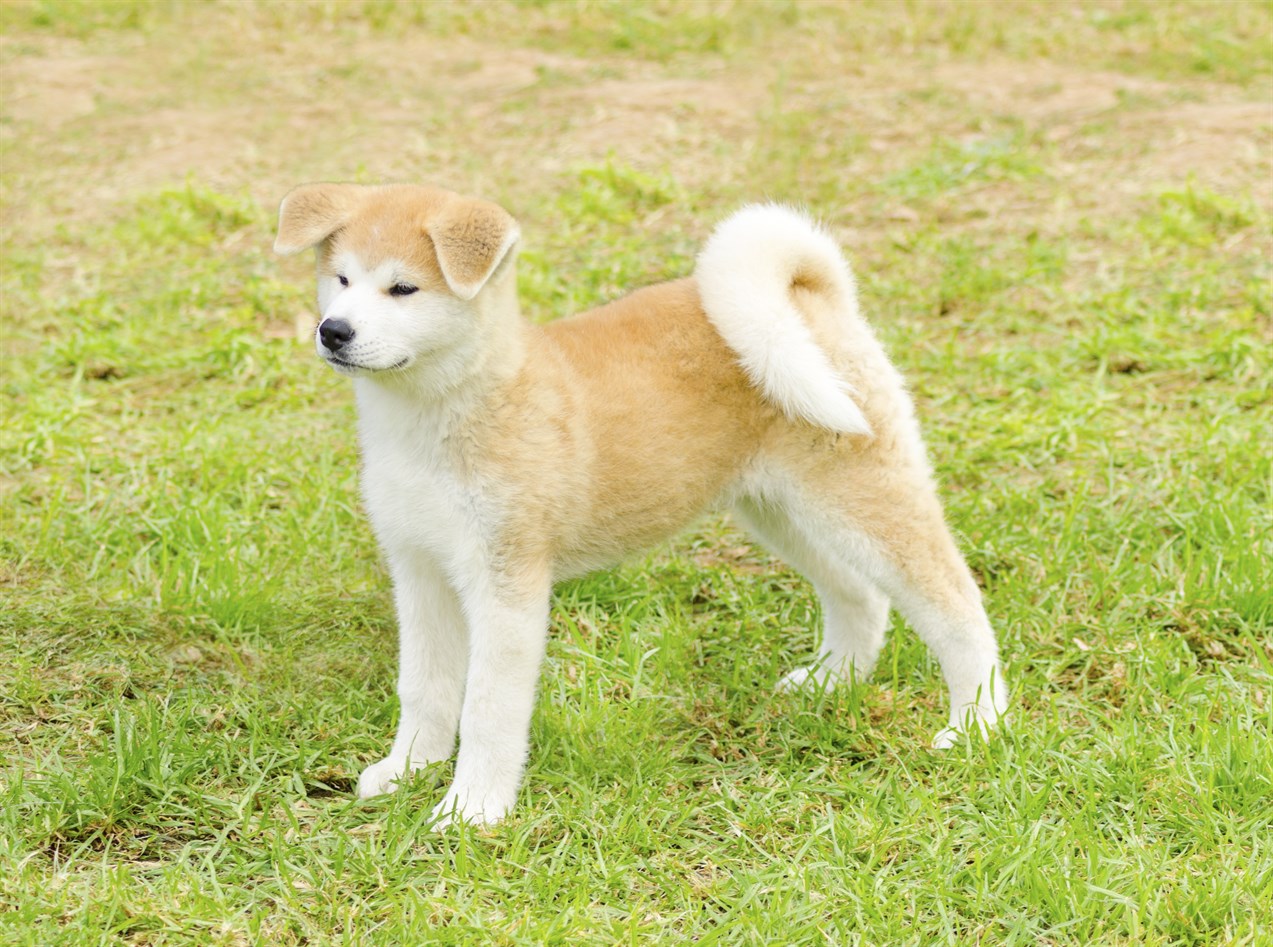 Standing Akita Inu Puppy with drooping ears on the greenery background