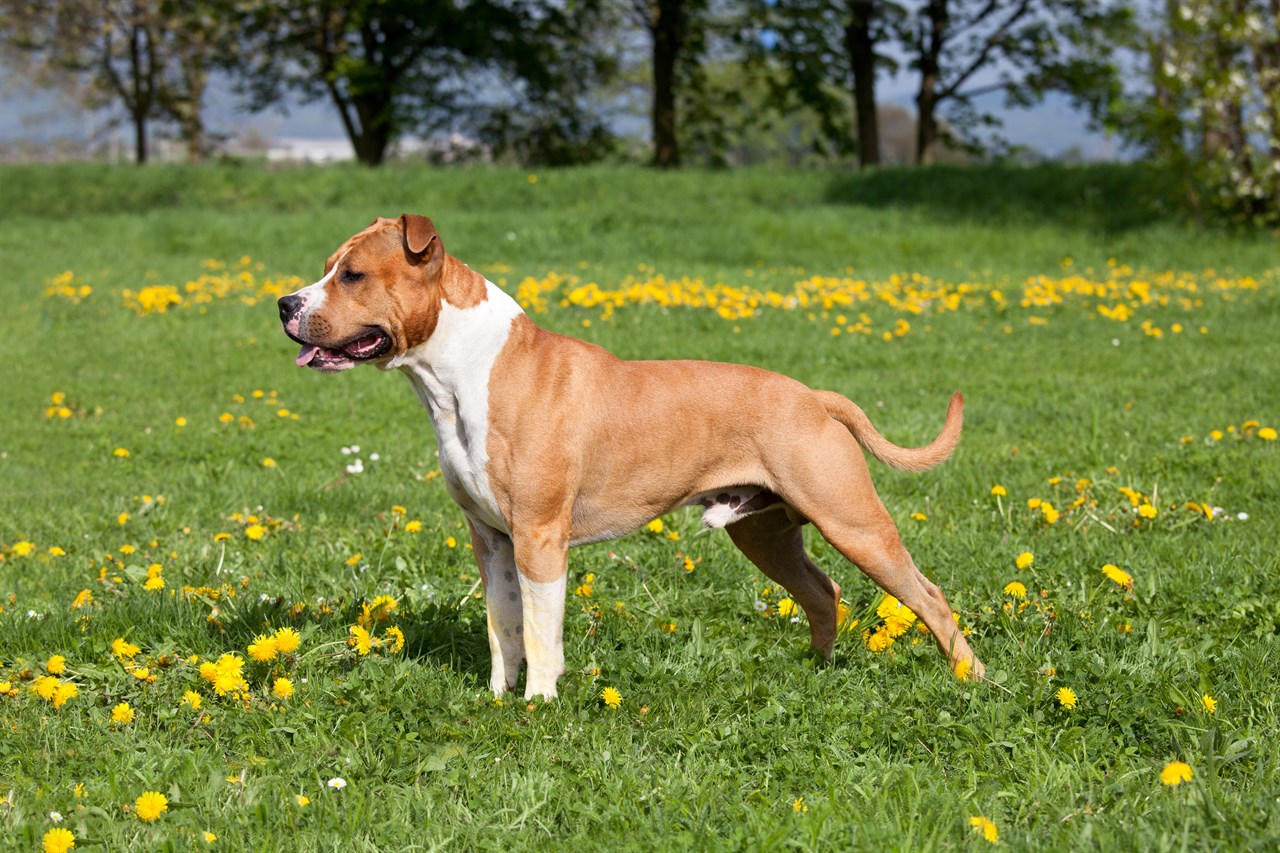 American Staffordshire Terrier standing on green grass outdoor enjoying nature