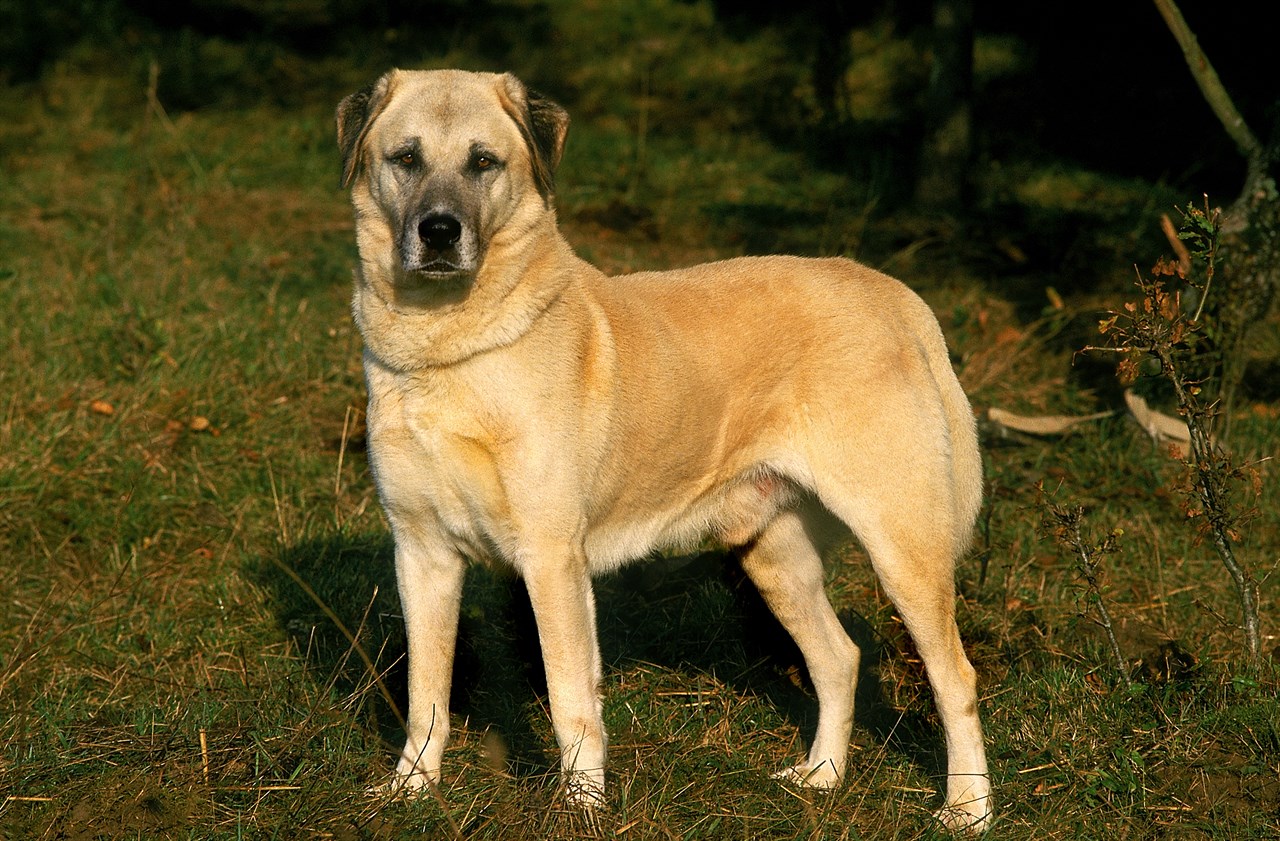 Anatolian Shepherd Dog standing on green grass looking at camera