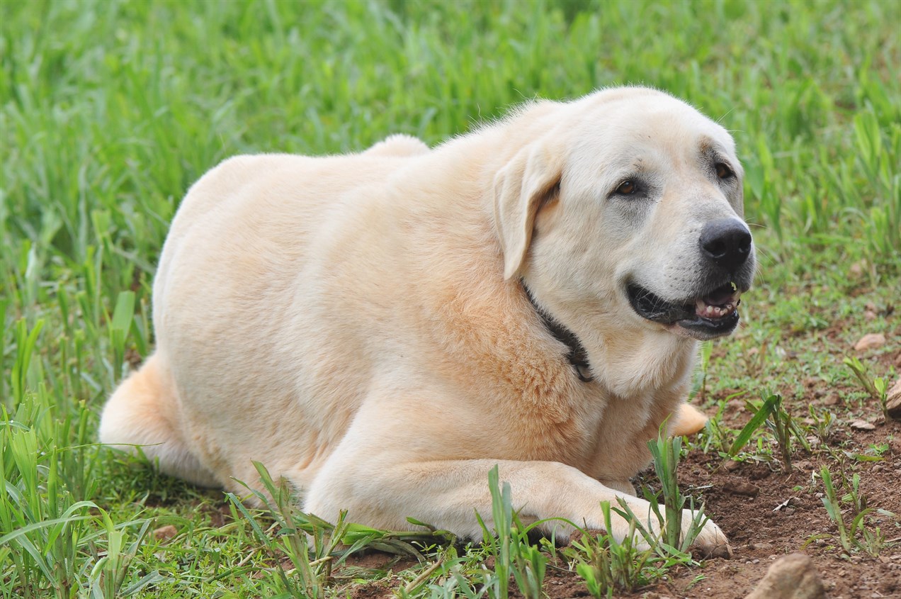 Anatolian Shepherd Dog laying down on grass smiling at camera