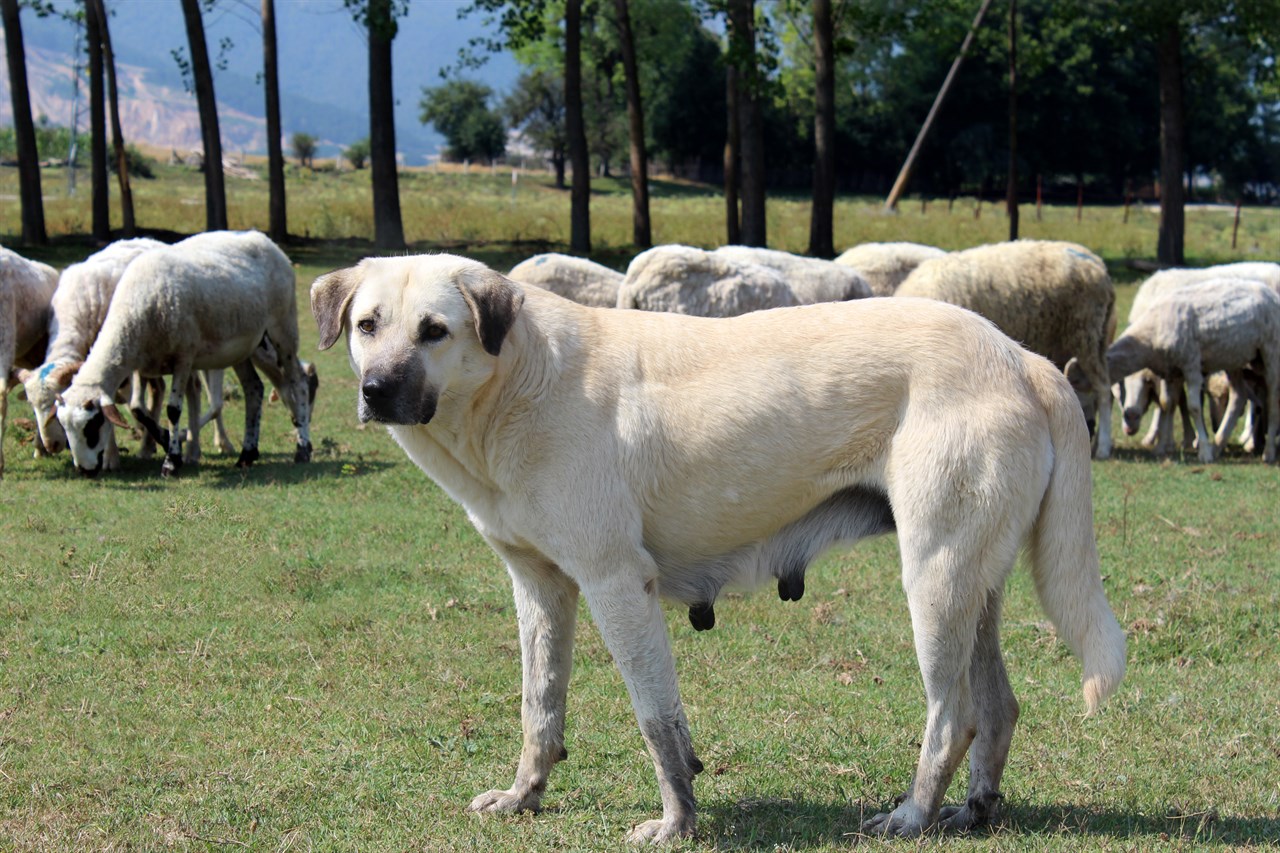 Anatolian Shepherd Dog standing in front of flock of sheep