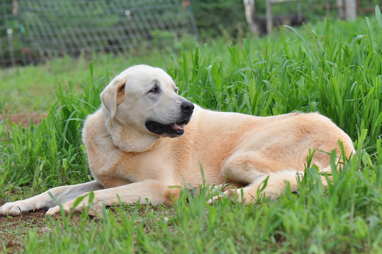 Anatolian Shepherd Dog laying belly down on tall green grass