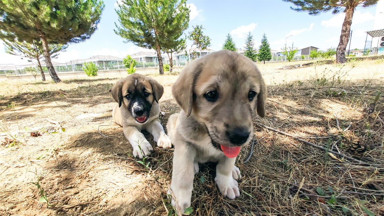 Two cute Anatolian Shepherd Puppy smilling at camera