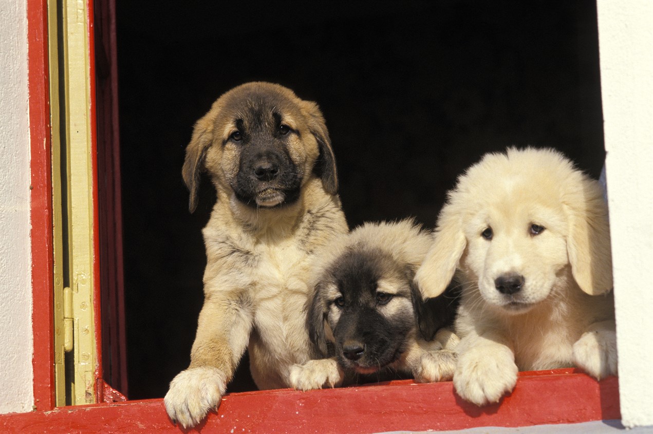 Three adorable Anatolian Shepherd Puppy standing behind a window