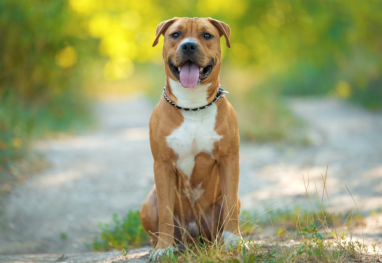 Brown American Staffordshire Terrier smilling wide at camera