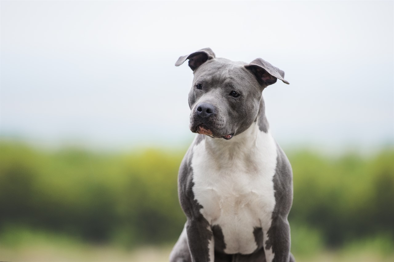 Grey American Staffordshire Terrier standing outdoor