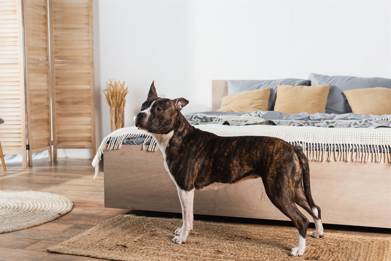 American Staffordshire Terrier standing in bedroom looking up