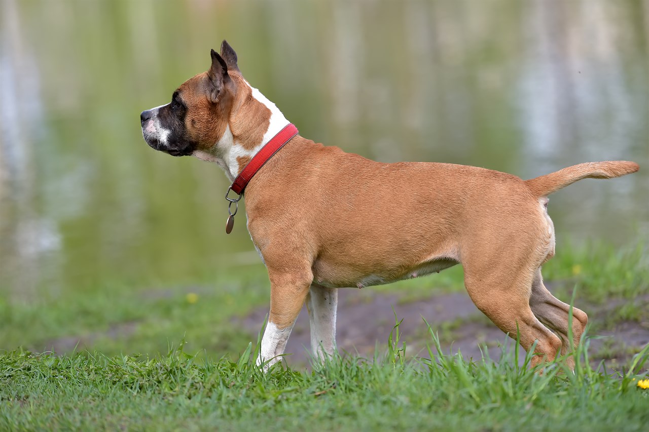 Standing near lake American Staffordshire Terrier wearing red collar