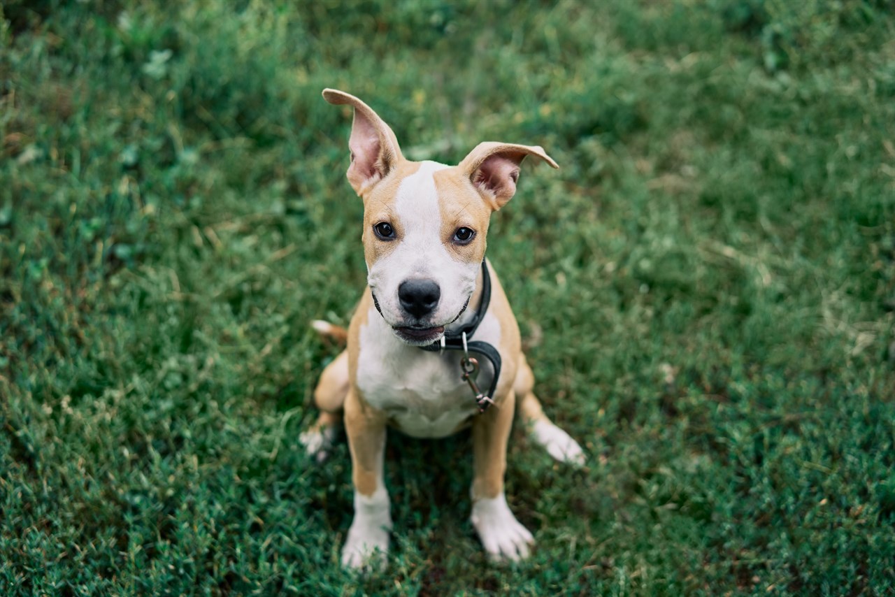 American Staffordshire Terrier Puppy looking up smilling at camera