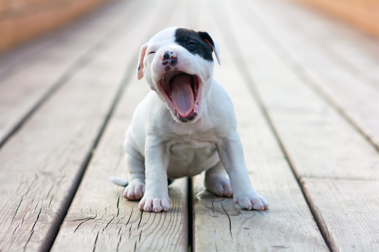 Cute American Staffordshire Terrier Puppy yawning wide