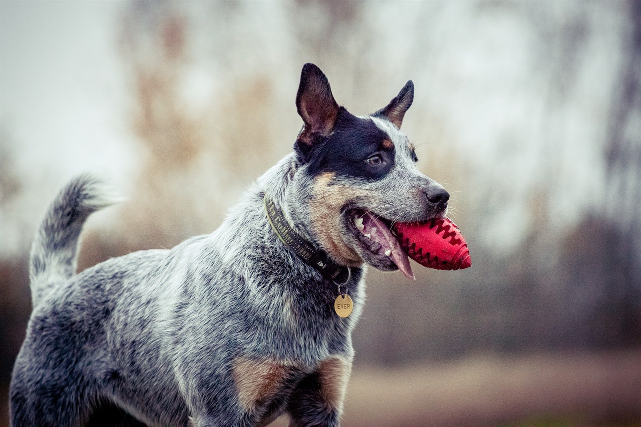 Australian Cattle Dog playing chew toy outdoor