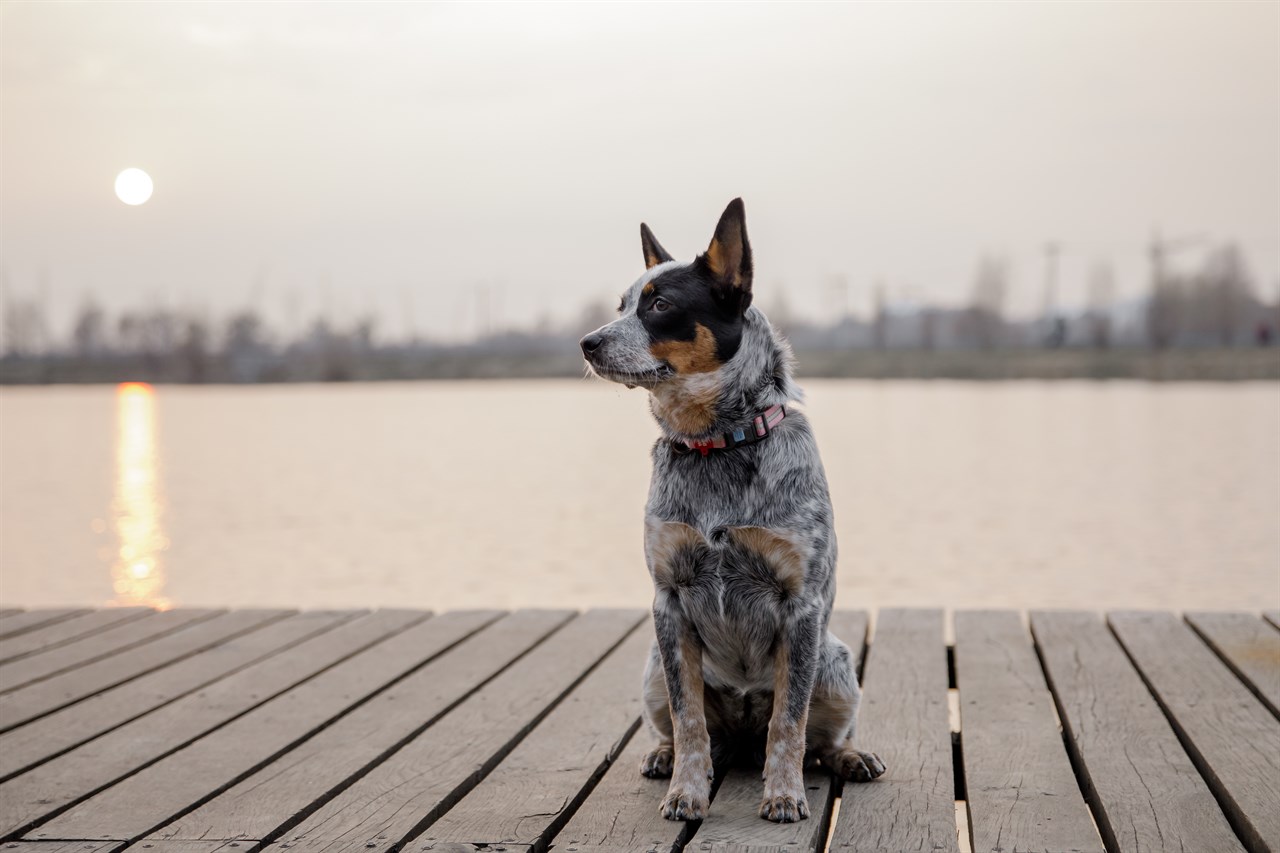 Australian Cattle Dog standing on the deck during sunset