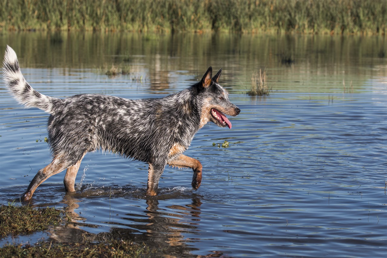 Australian Cattle Dog walking in shallow lake